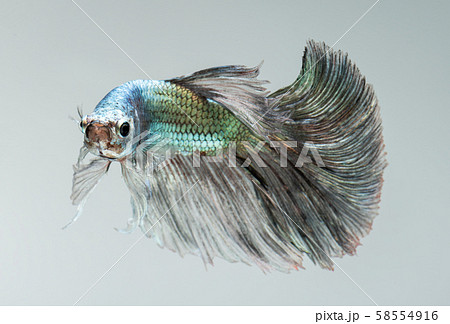 Silver golden copper color betta fish. 58554916