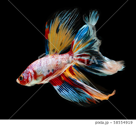 Fancy Galaxy Color Betta Fish の写真素材