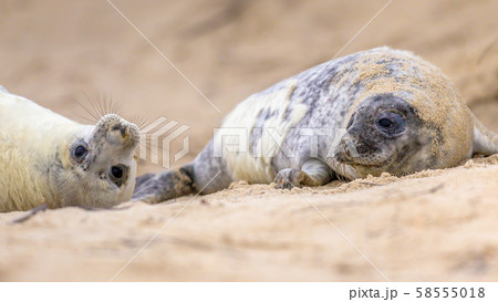 two playful juvenile Common seal on beach two playful juvenile Common seal on beach 58555018