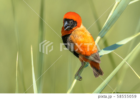 Southern Red Bishop in reed Southern Red Bishop in reed 58555059