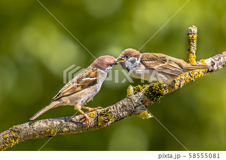 Eurasian tree sparrow with young 58555081