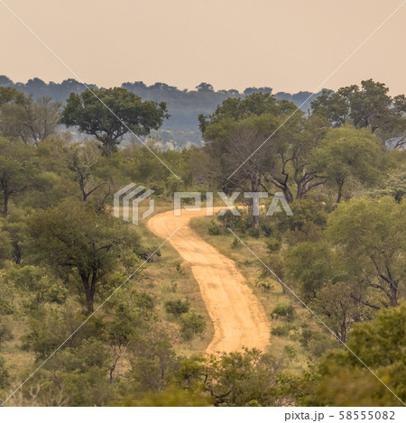 Dirt road S4 through savanna Dirt road S4 through savanna 58555082