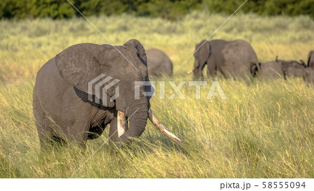 African Elephant on savanna 58555094