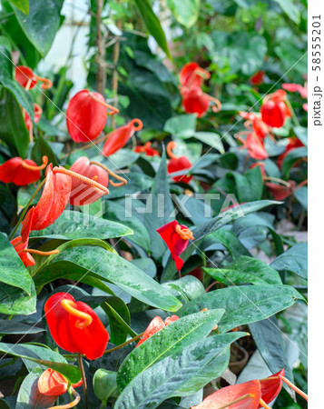 Field of a red peace lily after rain, Spathiphyllum Mauna loa Field of a red peace lily after rain, Spathiphyllum Mauna loa 58555201