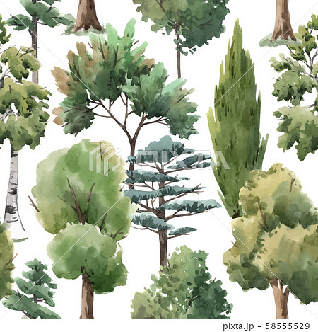 Watercolor vector tree seamless pattern forest oak fir birch, thuja linden baobab pine 58555529