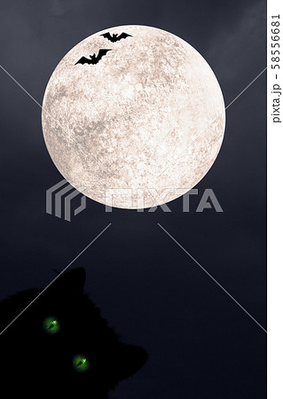 Halloween vertical background with black cat 58556681