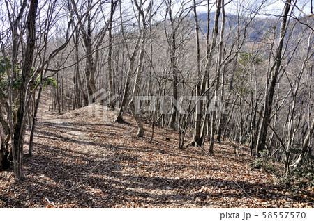 奥武蔵 大持山の雑木林 58557570