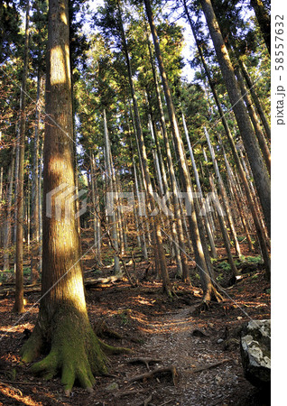 奥武蔵 武甲山 表参道の朝 奥武蔵 武甲山 表参道の朝 58557632