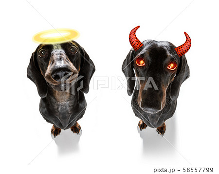 halloween  ghost  dog trick or treat 58557799