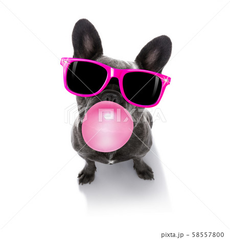 dog chewing bubble gum 58557800