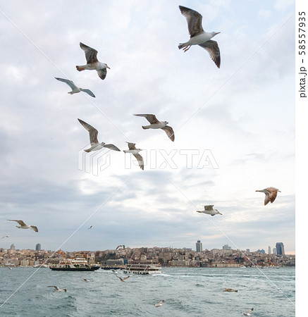 Seagulls Bosphorus, Istanbul, Turkey seagulls are the ballerinas of the sky, for them to fly is not Seagulls Bosphorus, Istanbul, Turkey seagulls are the ballerinas of the sky, for them to fly is not 58557935