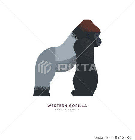 Wild Western africa gorilla zoo animal isolated Wild Western africa gorilla zoo animal isolated 58558230