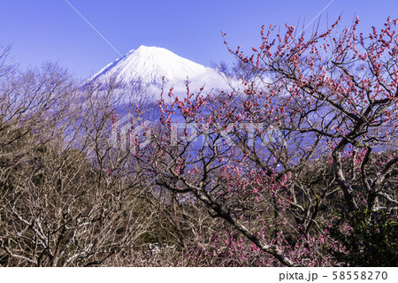 (静岡県)岩本山の梅林越し、富士山 (静岡県)岩本山の梅林越し、富士山 58558270