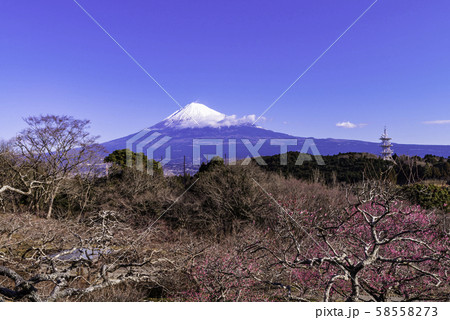 (静岡県)岩本山の梅林越し、富士山 (静岡県)岩本山の梅林越し、富士山 58558273