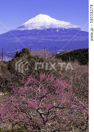 （静岡県）岩本山の梅林越し、富士山 58558278