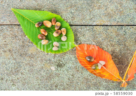 栃の葉とドングリ 栃の葉とドングリ 58559030