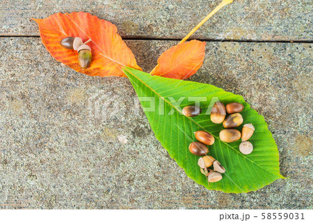 栃の葉とドングリ 58559031