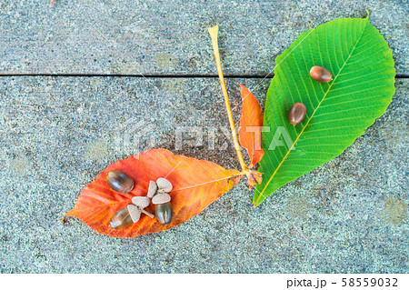 栃の葉とドングリ 栃の葉とドングリ 58559032