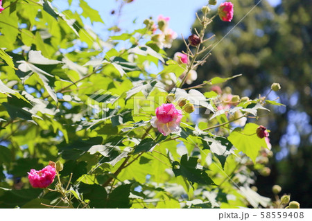 スイフヨウの花 スイフヨウの花 58559408
