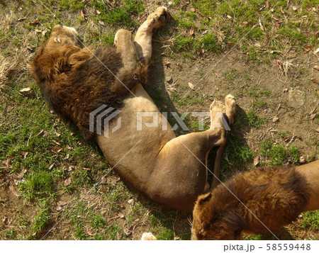 くつろぐライオン 58559448