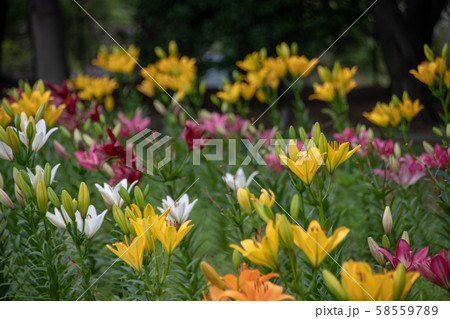 大宮花の丘農林公苑　ユリ　さいたま市 58559789