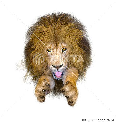 ライオンのイラスト素材