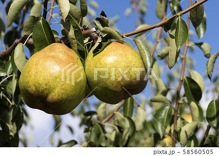 ラ・フランス 58560505