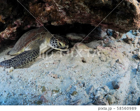 石垣島のアオウミガメの写真素材