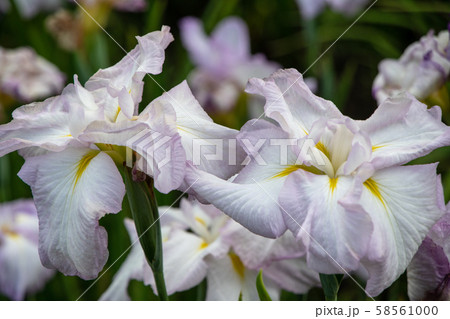 丸山公園 花しょうぶ 上尾市 丸山公園 花しょうぶ 上尾市 58561000