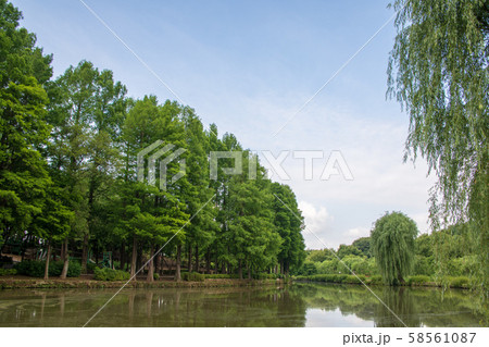 丸山公園　風景　大沼　上尾市 58561087