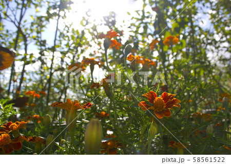 マリーゴールド 花 植物 58561522