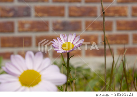 菊 花 秋 58561523