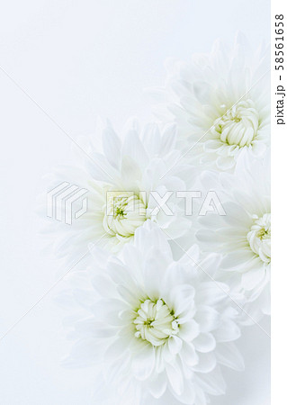 菊 白い花 背景素材の写真素材