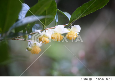 茶の花 58561671