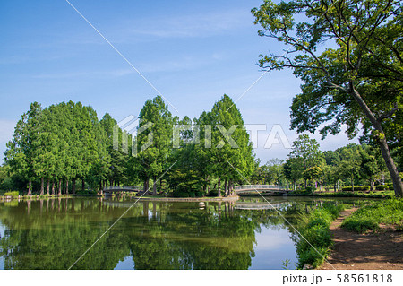 丸山公園　風景　大沼　上尾市 58561818