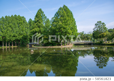丸山公園 風景 大沼 上尾市 丸山公園 風景 大沼 上尾市 58561823