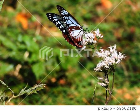 新鮮な蜜を求めて飛び回るアサギマダラ 58562180