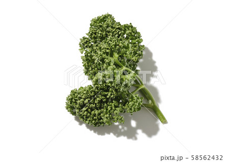 パセリ パセリ 58562432