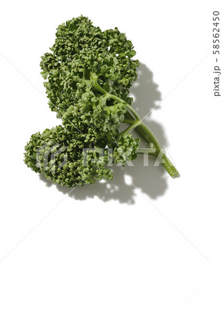 パセリ パセリ 58562450