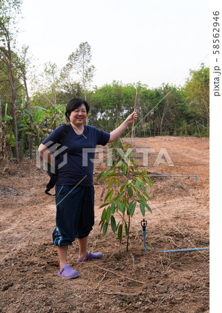 Durian seedling or sapling durian is king of fruit 58562946