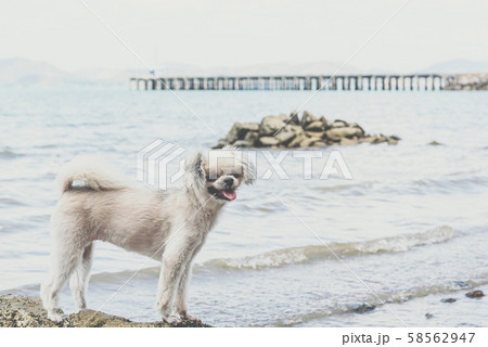 Dog happy fun on rocky beach when travel at sea 58562947