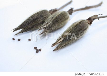 花オクラ収穫 58564167