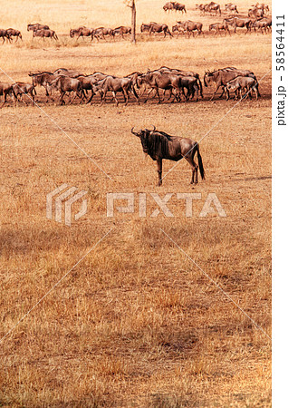 Herd of African wildebeest in grass meadow of Serengeti Grumeti Reserve - Tanzania Herd of African wildebeest in grass meadow of Serengeti Grumeti Reserve - Tanzania 58564411