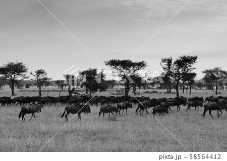 Herd of African wildebeest in grass meadow of Serengeti Grumeti Reserve - Tanzania 58564412