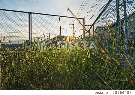 輝く狗尾草 58564487