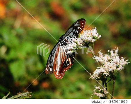 羽を広げて舞うアサギマダラ 羽を広げて舞うアサギマダラ 58564696