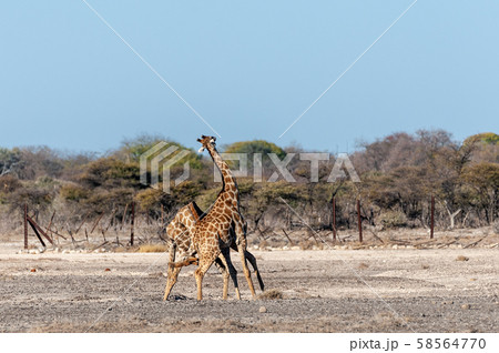 Two Male Angolan Giraffes Fighting Two Male Angolan Giraffes Fighting 58564770