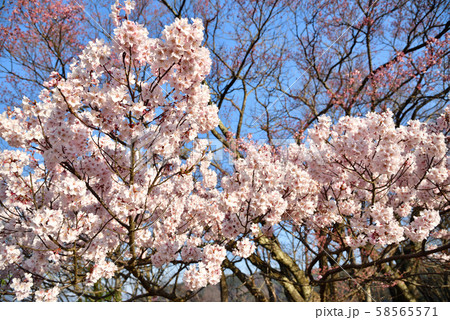 桜 桜 58565571
