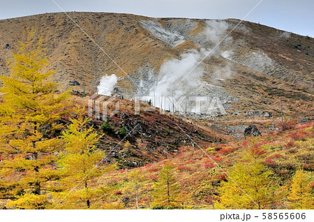 草津白根山の噴煙と紅葉 58565606
