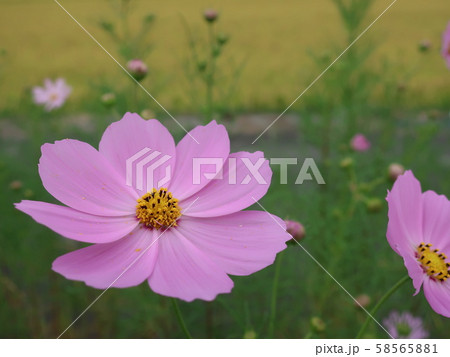 コスモス咲くのどかな風景 コスモス咲くのどかな風景 58565881